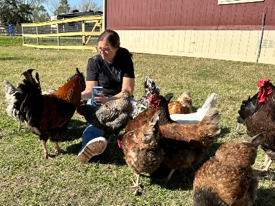 chicks 4 Image of woman sitting on grass with chickens