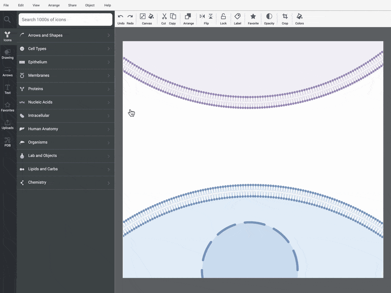 BioRender Immunology gif