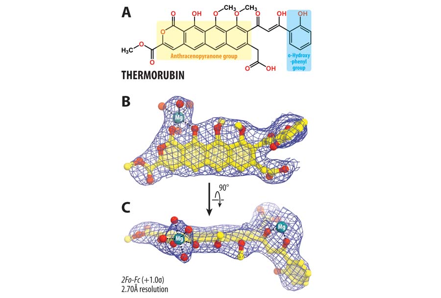 Chemical structure and X-ray density of ribosome-bound thermorubin.