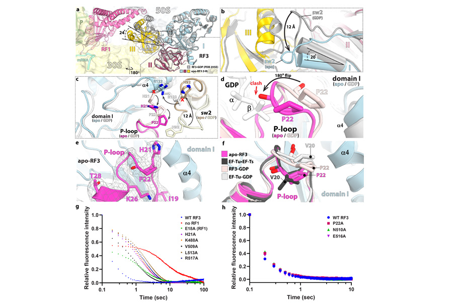 Cryo-EM structure of a bacterial ribosome termination complex. The orientation of domain III in apo-RF3 triggers dissociation of GDP from RF3.