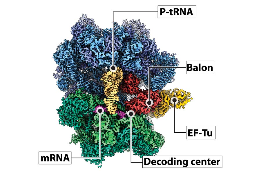 Cryo-EM structure of the bacterial ribosome bound to EF-Tu, balon, tRNA, and mRNA.