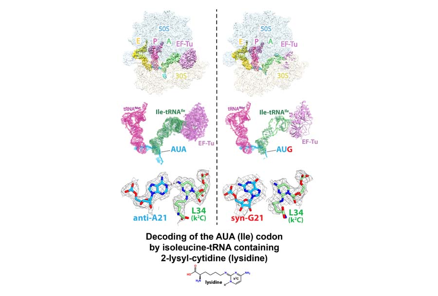 Cryo-EM structures of the Escherichia coli ribosome bound to post-transcriptionally modified tRNAIleLAU.