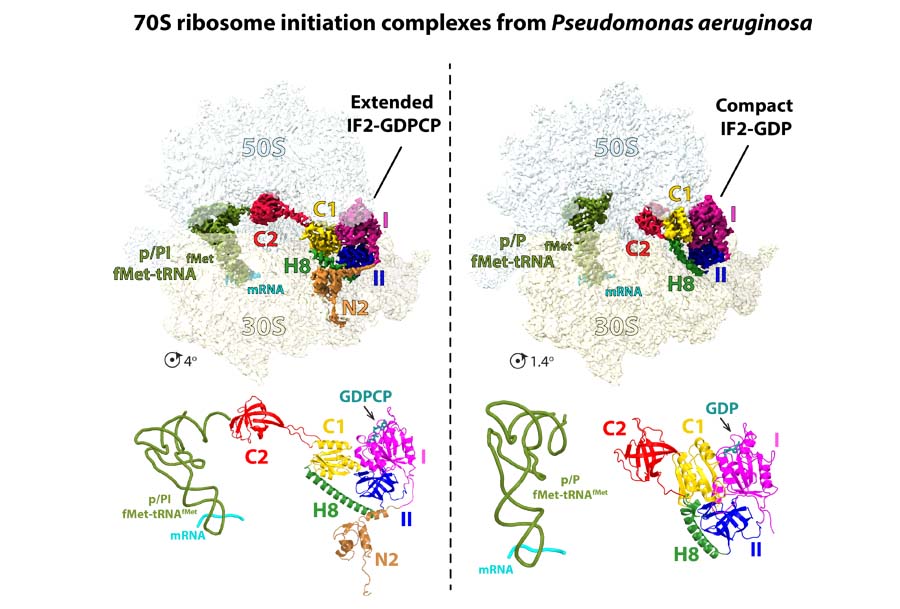 Cryo-EM structures of the Pseudomonas aeruginosa ribosome initiation complex bound to IF2-GDP and IF2-GDPCP.