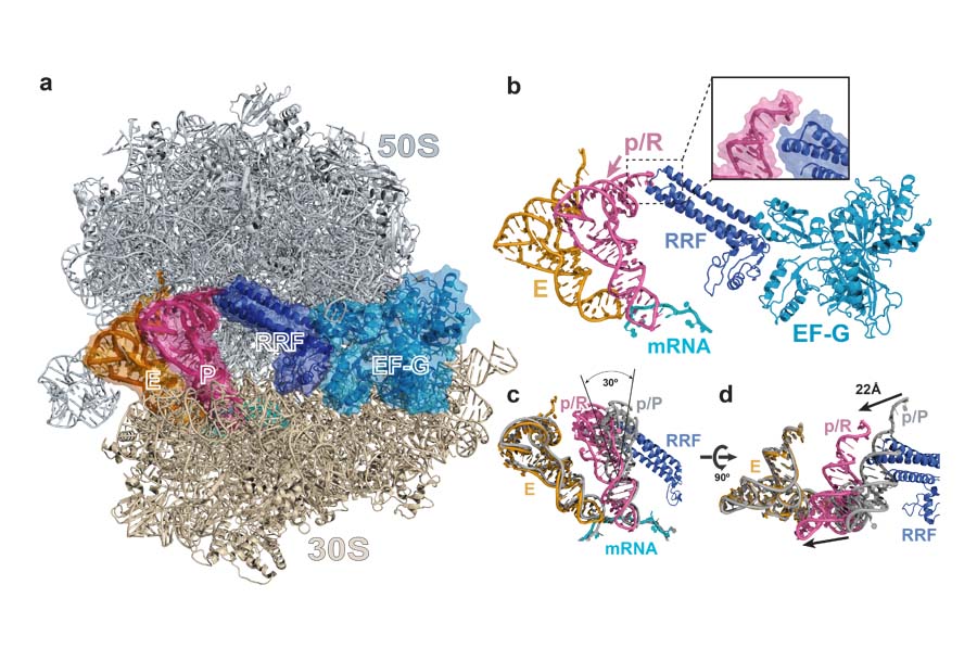 Crystal structure of a ribosome recycling complex bound to the ribosome recycling factor (RRF) and elongation factor G (EF-G).