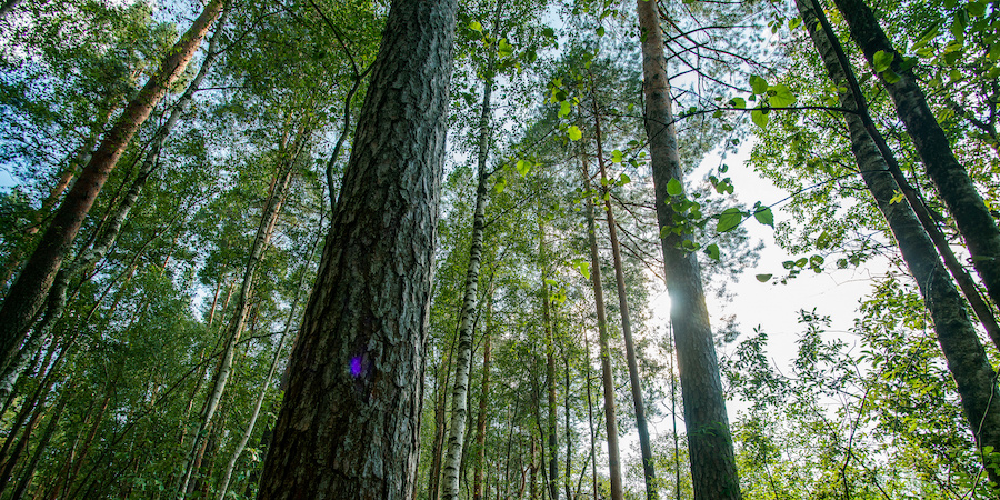 photo of trees in forest - camera is angled up. capturing rays of sunlight breaking through the trees