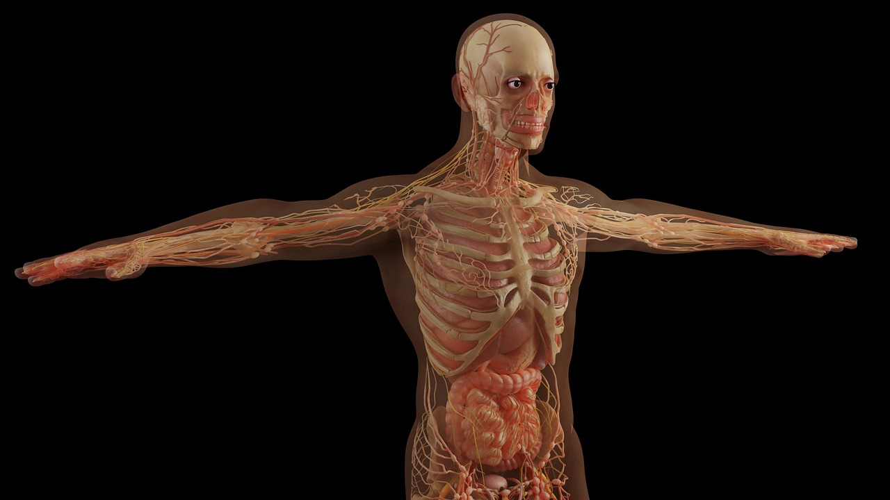 transparent image of human body