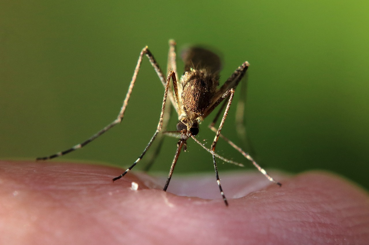 mosquito biting human