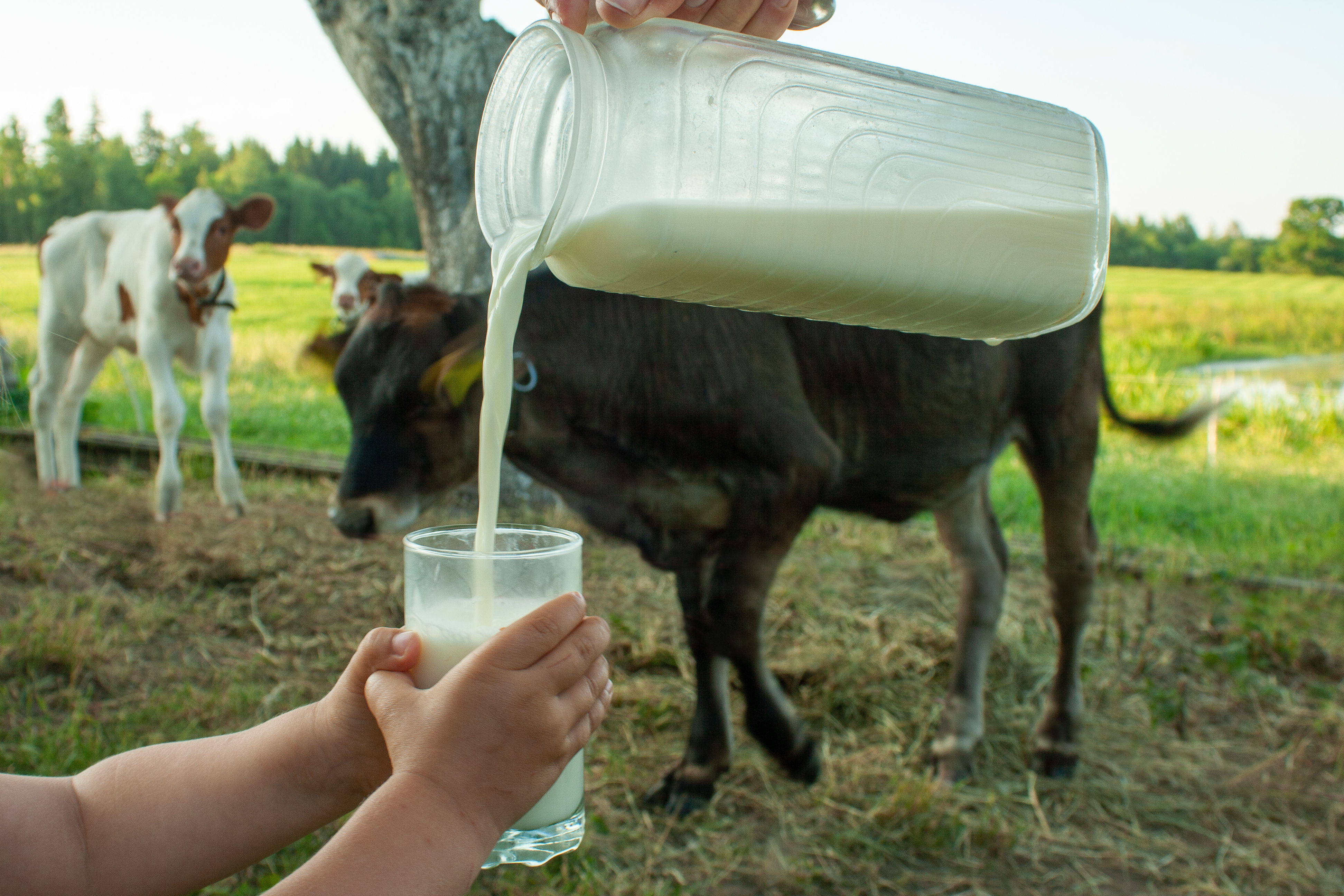 milk poured from pitcher in front of cows