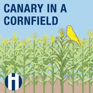 Podcast_Canary in a Cornfield